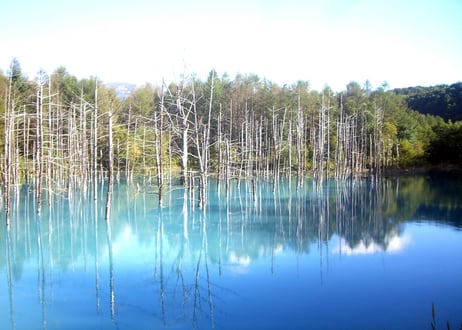 204a 北海道・美瑛の青い池
