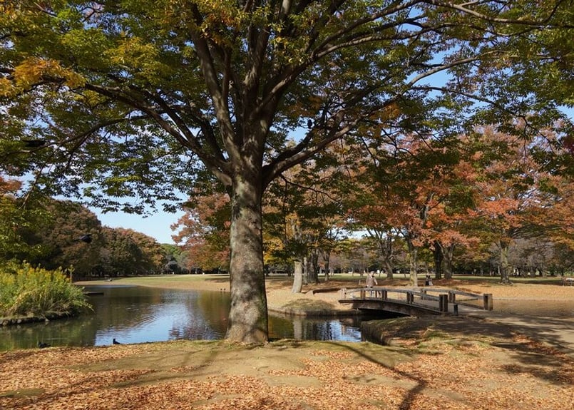 秋の公園 秋の公園 写真素材 [ 5173280 ] - フォトライブラリー photolibrary