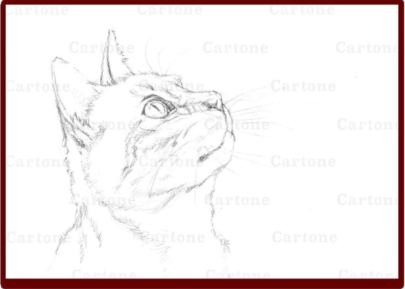 092b 見上げる猫の横顔 （着彩見本付き） | 下絵工房カルトーネ
