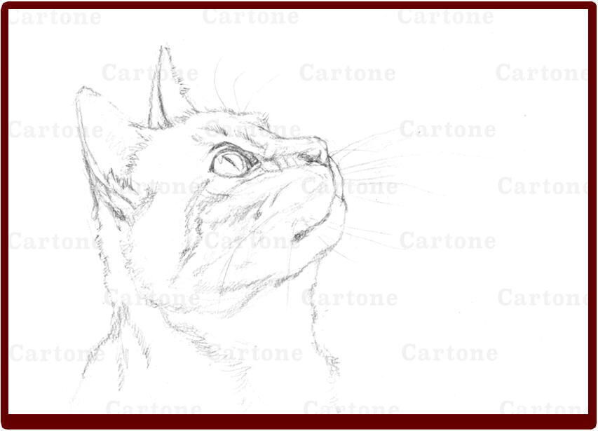 イラスト原画　見上げる表情がとても可愛らしい「猫の関心事」 40原@新刊委託中 on Twitter