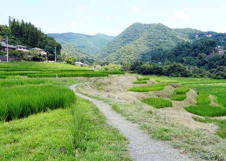 216a 夏の棚田