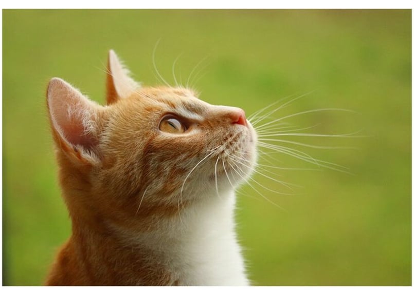ねこ。　ページ 坂本千明 ポストカード（猫） | URESICA