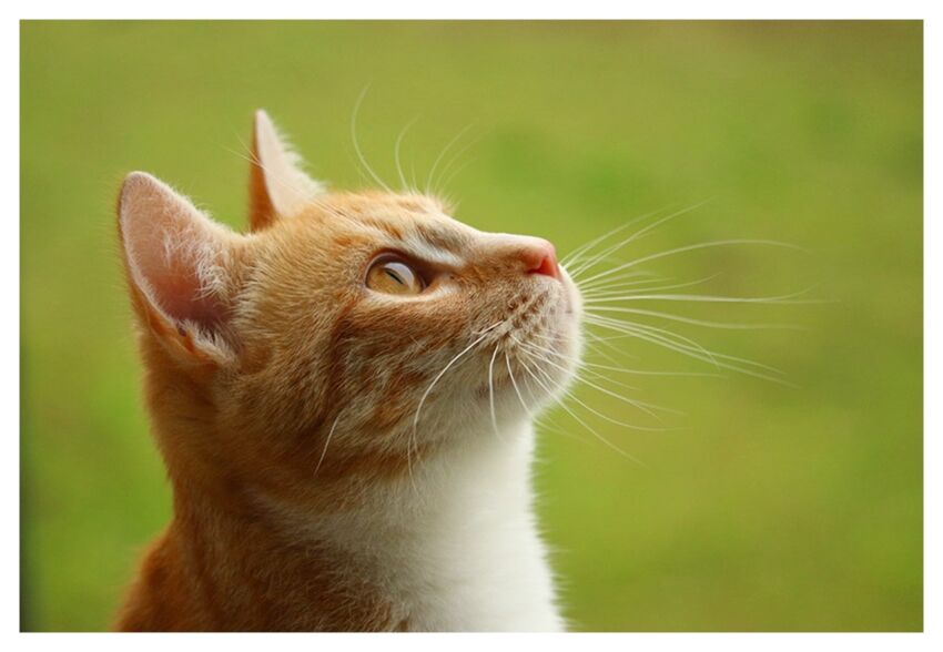 092c 見上げる猫の横顔 | 下絵工房カルトーネ