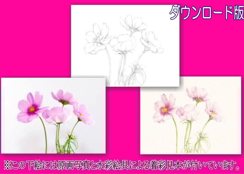 104d コスモス （着彩見本付き） | 下絵工房カルトーネ