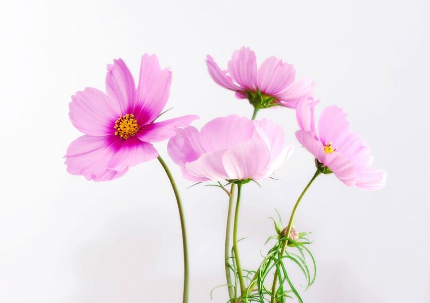 コスモス 733-FCS238.jpg?1