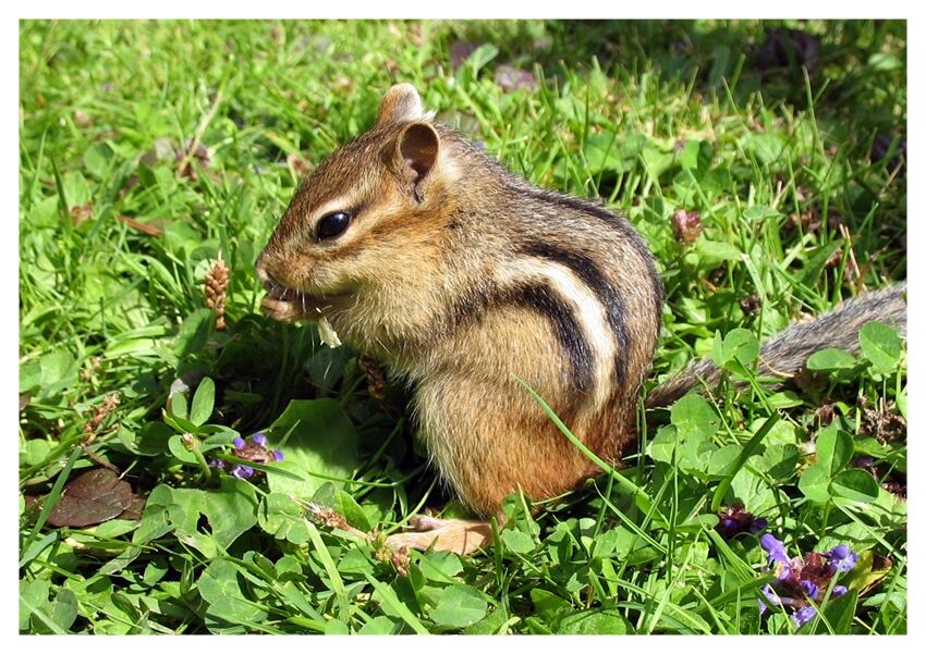 ももここページ】シマリスさん肖像画 088a シマリス | 下絵工房カルトーネ