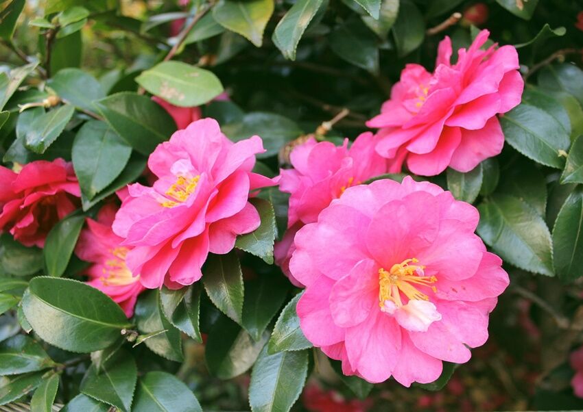 151b 椿の花 （着彩見本付き） | 下絵工房カルトーネ