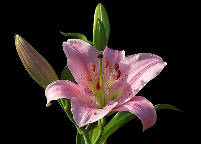 091b ピンクのユリの花 （着彩見本付き） | 下絵工房カルトーネ