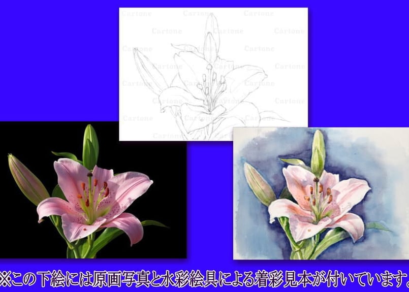 091d ピンクのユリの花 （着彩見本付き） | 下絵工房カルトーネ