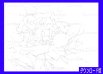 123c シャクヤク | 下絵工房カルトーネ