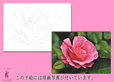 143a ピンクのバラ