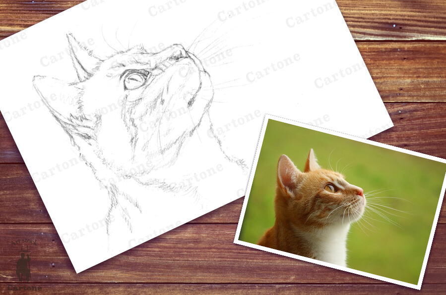 092c 見上げる猫の横顔 | 下絵工房カルトーネ