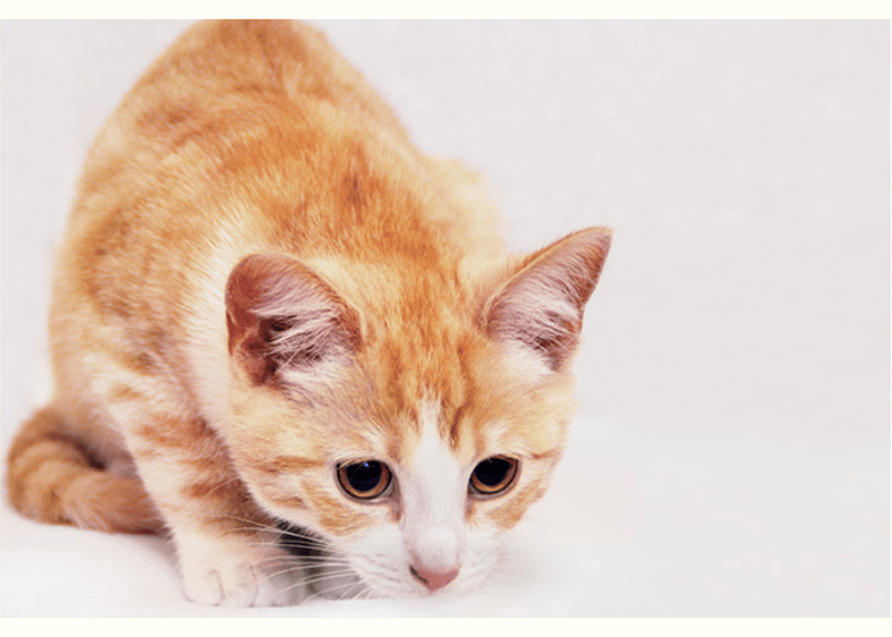 猫 尾道市立美術館 on X: 