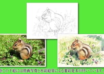 088d  シマリス （着彩見本付き）