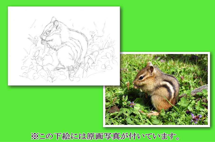 088a シマリス | 下絵工房カルトーネ