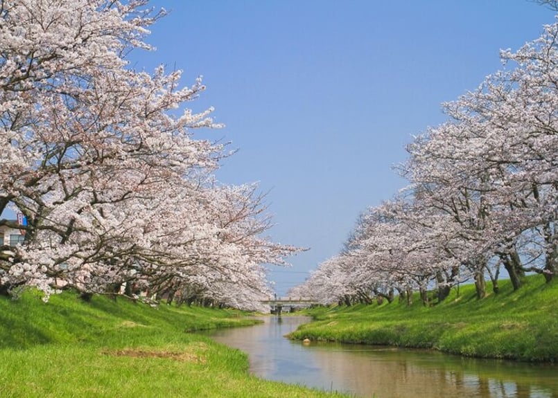 077b 川辺の桜 （着彩見本付き） | 下絵工房カルトーネ