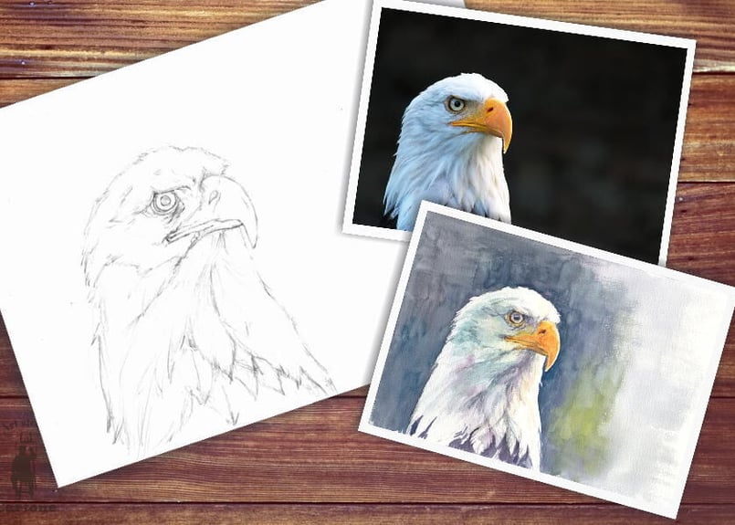 105b 白頭鷲 （着彩見本付き） | 下絵工房カルトーネ