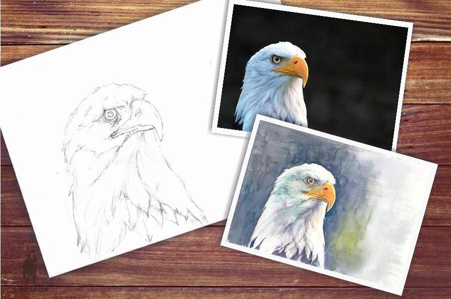 最強の風格B4白頭鷲 羽を広げた白頭鷲（ワシ） アメリカンイーグル/ アメリカ国鳥 権威