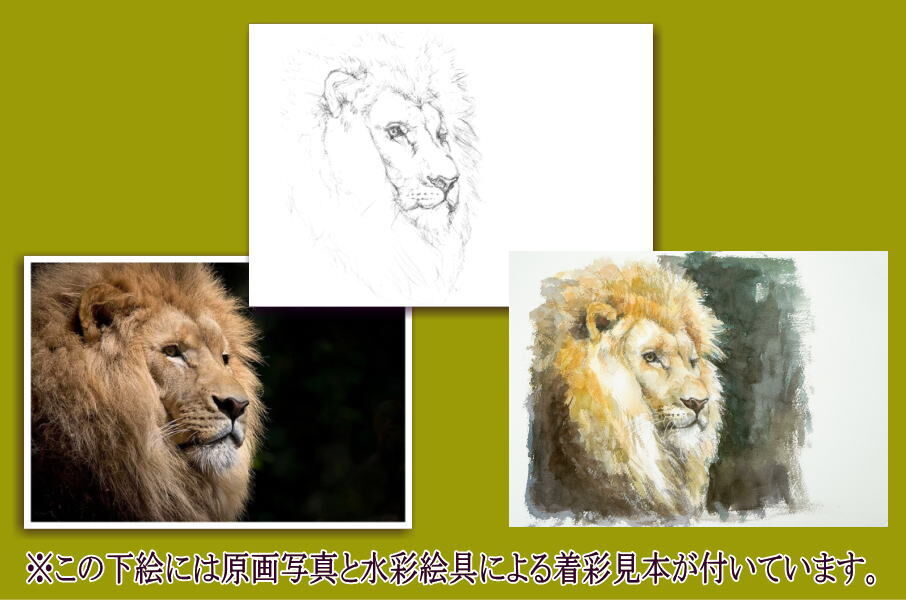 096b ライオン （着彩見本付き） | 下絵工房カルトーネ