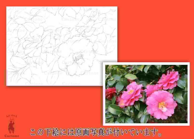 151a 椿の花 | 下絵工房カルトーネ