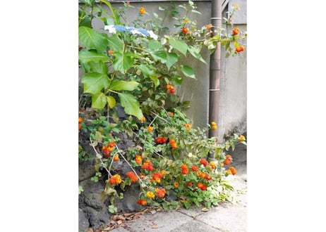 205c 路地に咲く花