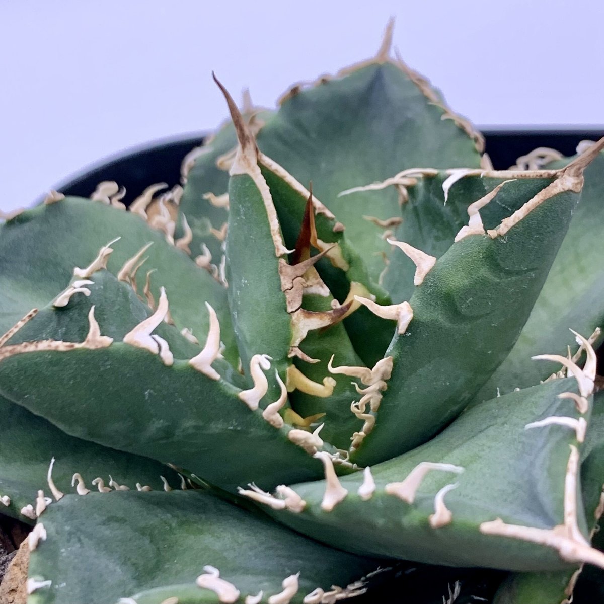 agave titanota diavolo bianco