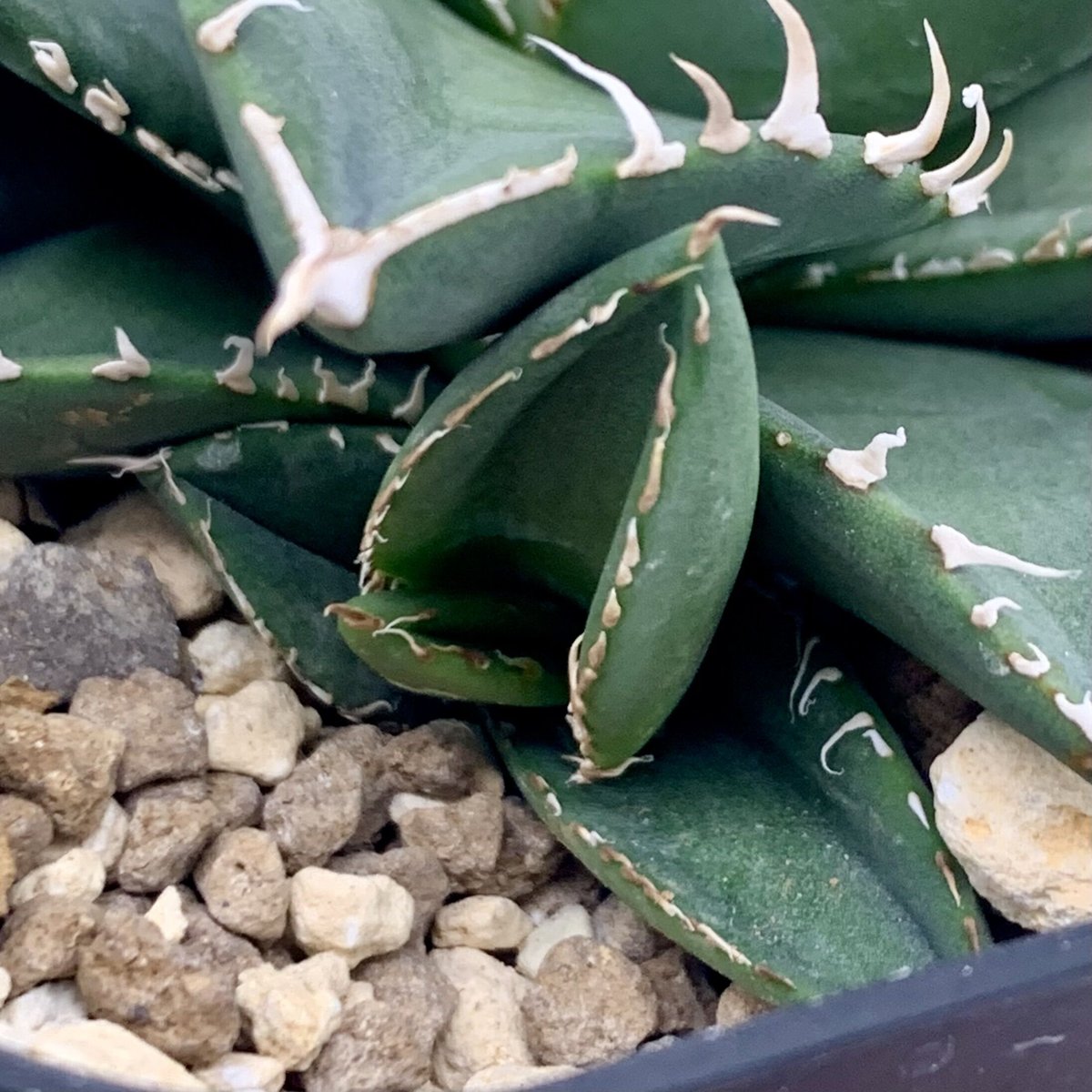 agave titanota diavolo bianco