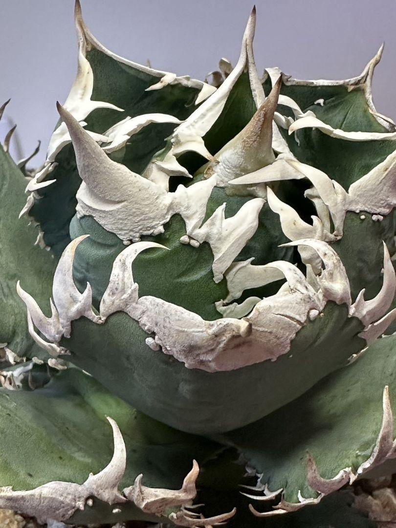 白豪刺 チタノタ アガベ Amazon.co.jp アガベ チタノタ 白毫刺 白豪刺 良