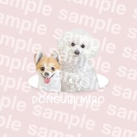 donguri様