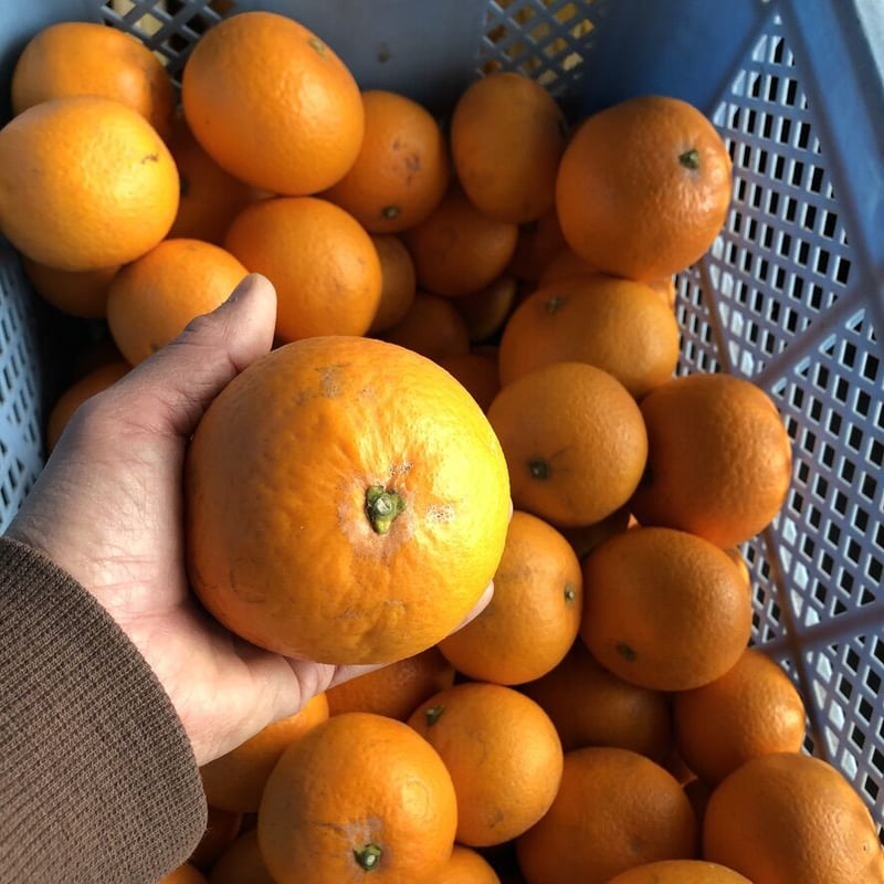 山北町の清見（きよみ）オレンジ | やまともりオンライン