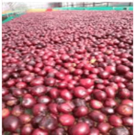 【完売】ベトナム　Future Coffee Farm　 ファインロブスタ（豆 or  粉）