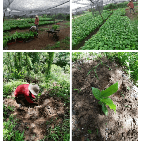 【完売】ベトナム　Future Coffee Farm　 ファインロブスタ（豆 or  粉）