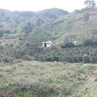 【完売】ベトナム　Lang Biang Coffee project
