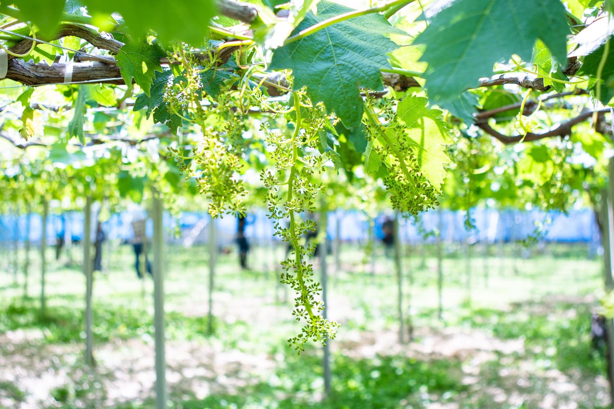 朝採れ完熟デラウェア（種なし） 2kg（約12〜18房） | aruga berry farm