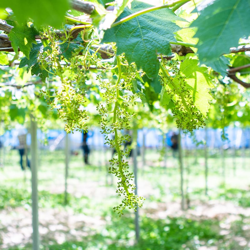 季節のぶどう詰め合わせ3㎏(約4~5房) | aruga berry farm 季節のぶどう詰め合わせ3㎏(約4~5房) | aruga berry farm