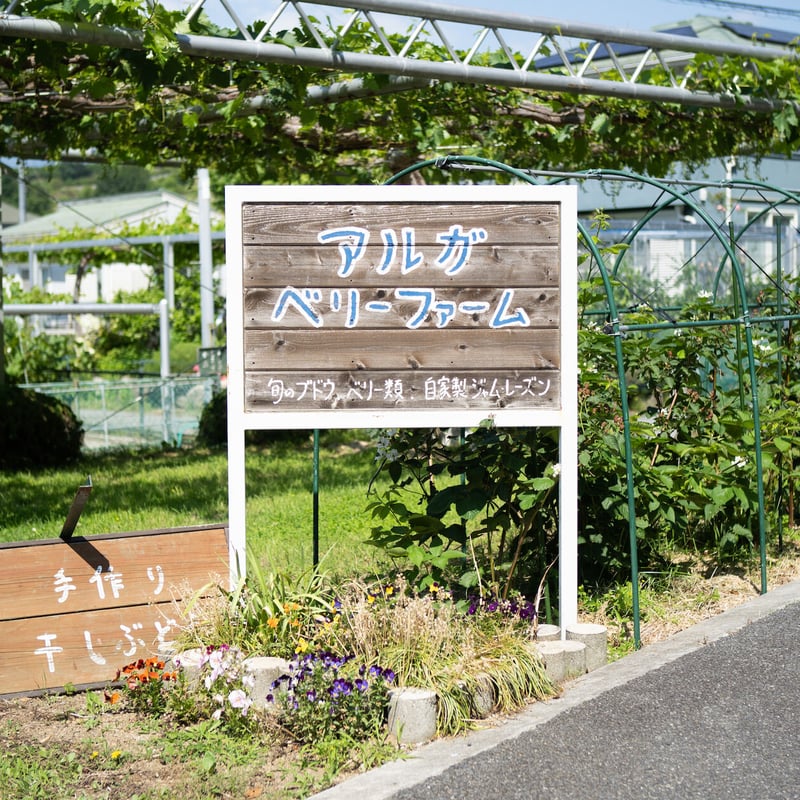 完熟シャインマスカット2㎏（約3~4房） | aruga berry farm