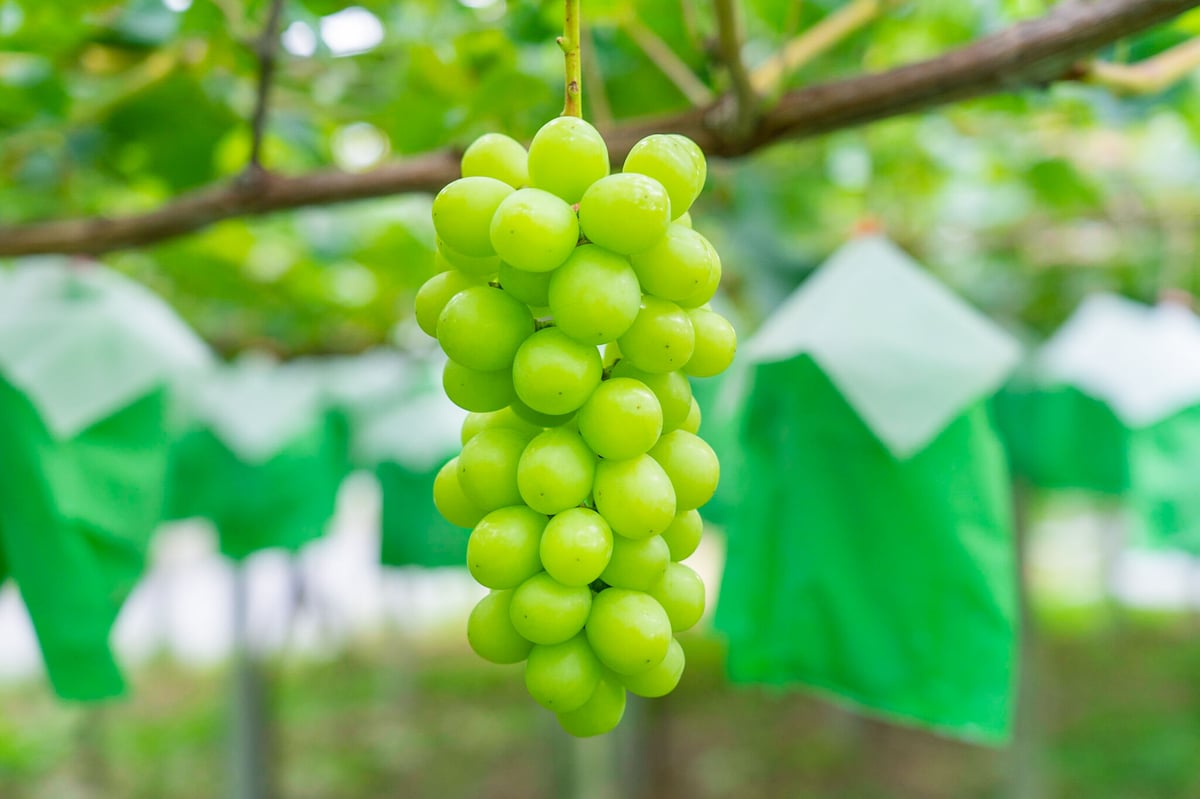 新品★ohga★fruits 完熟シャインマスカット1.8㎏（約3房） | aruga berry farm