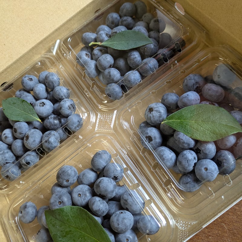 朝採れ完熟ブルーベリー125g×4パック | aruga berry farm