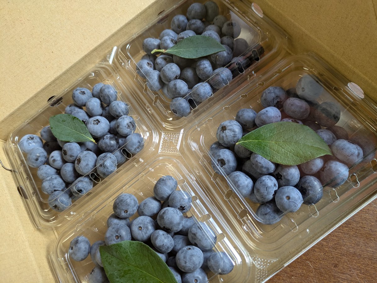 朝採れ完熟ブルーベリー125g×4パック | aruga berry farm