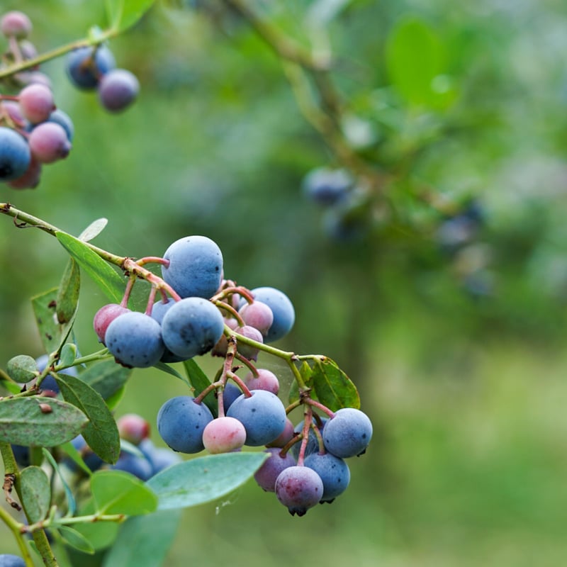 朝採れ完熟ブルーベリー125g×4パック | aruga berry farm