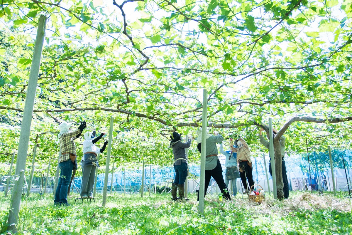 季節のぶどう詰め合わせ3㎏(約4~5房) | aruga berry farm 季節のぶどう詰め合わせ3㎏(約4~5房) | aruga berry farm
