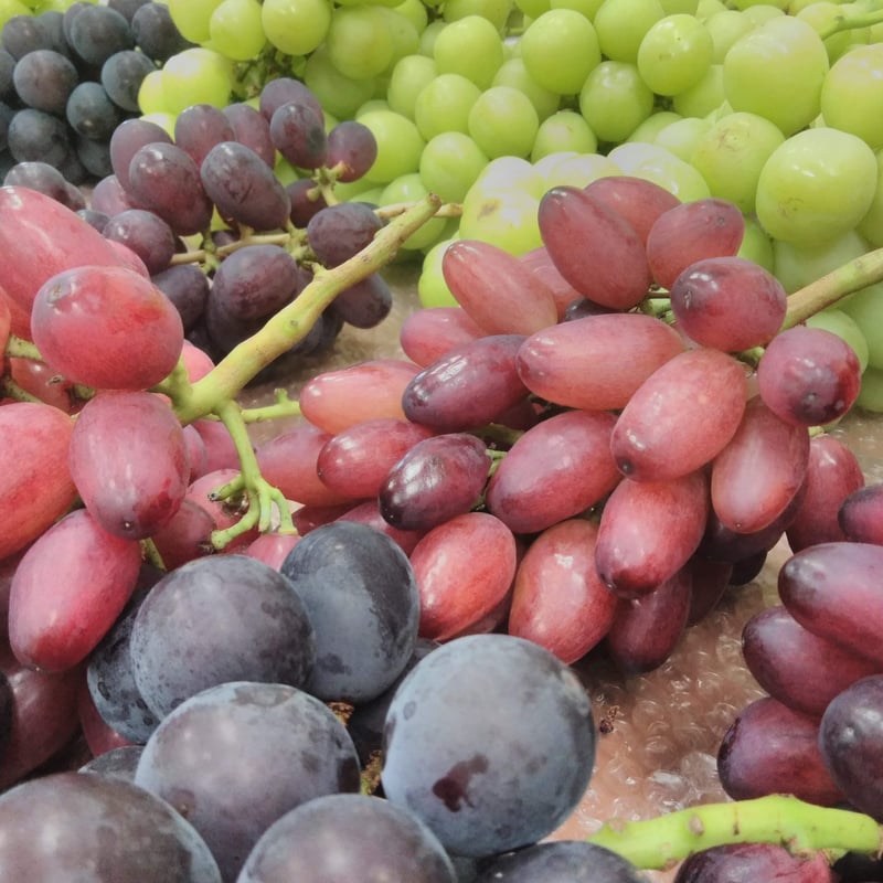 季節のぶどう詰め合わせ3㎏（約4~5房） | aruga berry farm