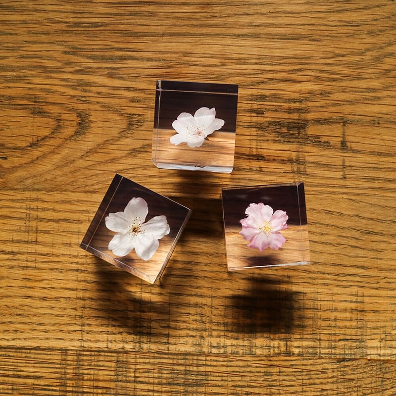 ウサギノネドコ Sola cube サクラ【ソメイヨシノ】 | スーベニア ウサギノネドコ Sola cube サクラ【ソメイヨシノ】 | スーベニア