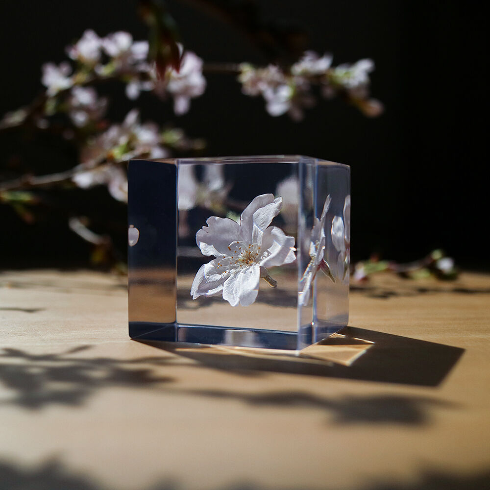 ウサギノネドコ Sola cube サクラ【ソメイヨシノ】 | スーベニア ウサギノネドコ Sola cube サクラ【ソメイヨシノ】 | スーベニア
