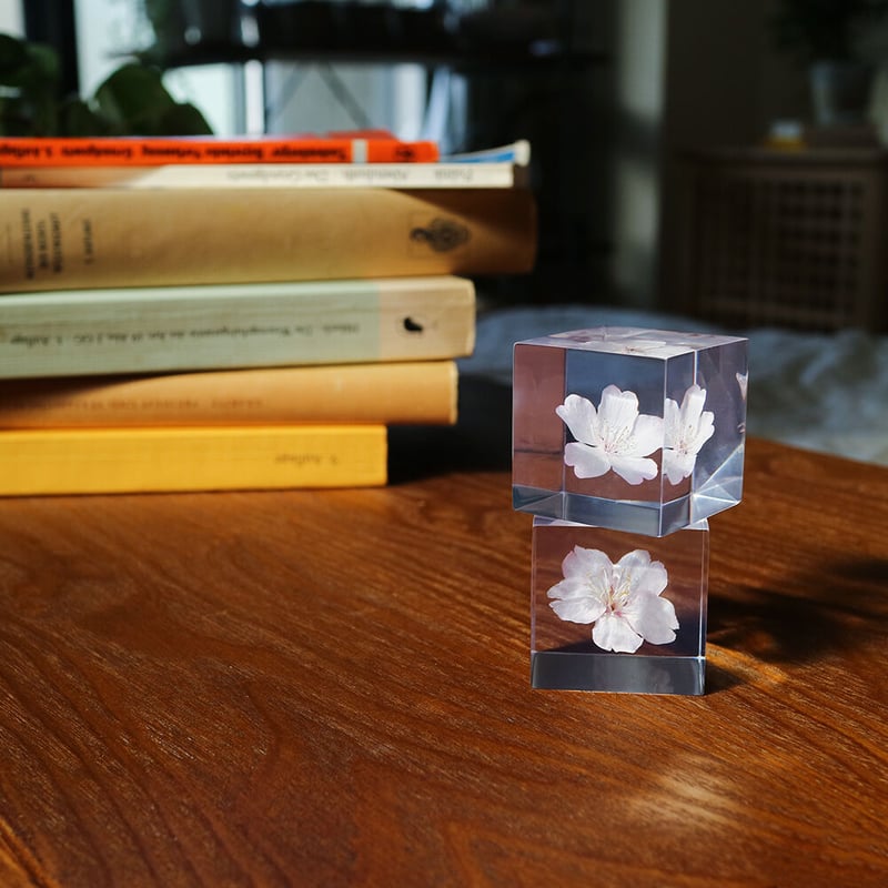 ウサギノネドコ Sola cube サクラ【ソメイヨシノ】 | スーベニア ウサギノネドコ Sola cube サクラ【ソメイヨシノ】 | スーベニア