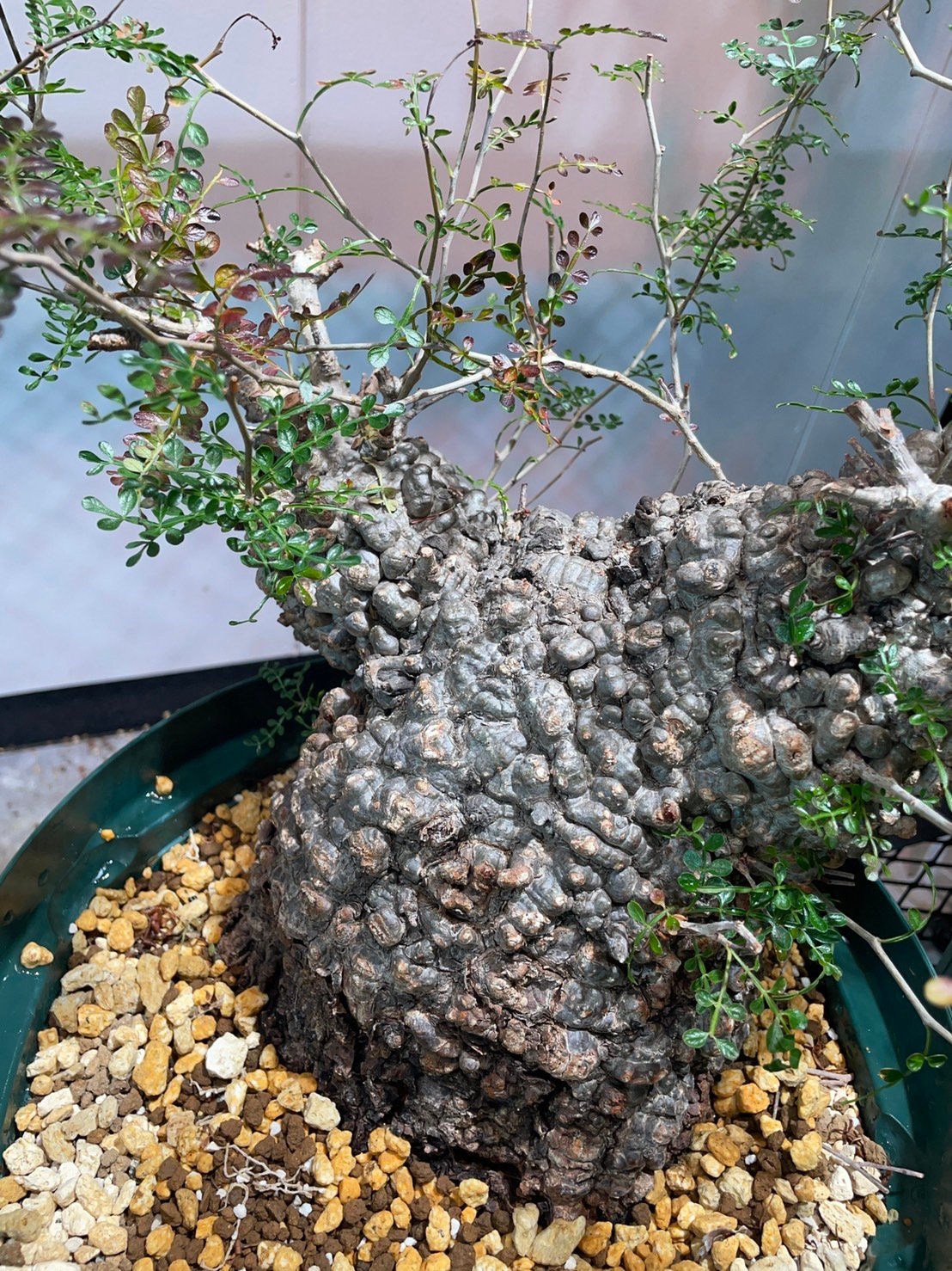 オペルクリカリア　パキプス　現地発根株　カルス有　ボコ肌　検) グラキリス オペルクリカリア パキプス 現地発根株 カルス有 ボコ肌 検