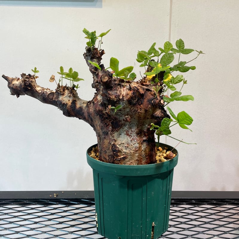 bon25コミフォラ　オルビクラリス　② コミフォラ オルビクラリス | hanayoshi-botanical