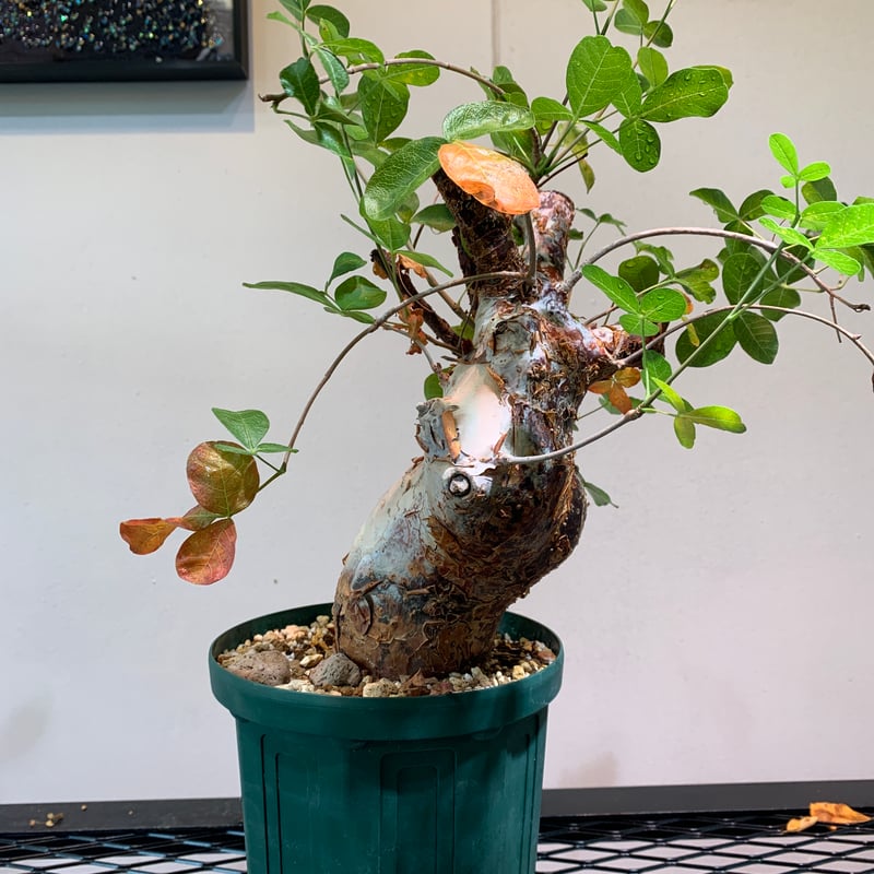 bon25コミフォラ　オルビクラリス　② コミフォラ：オルビクラリス 2.5号鉢植え の通販 | 園芸ネット