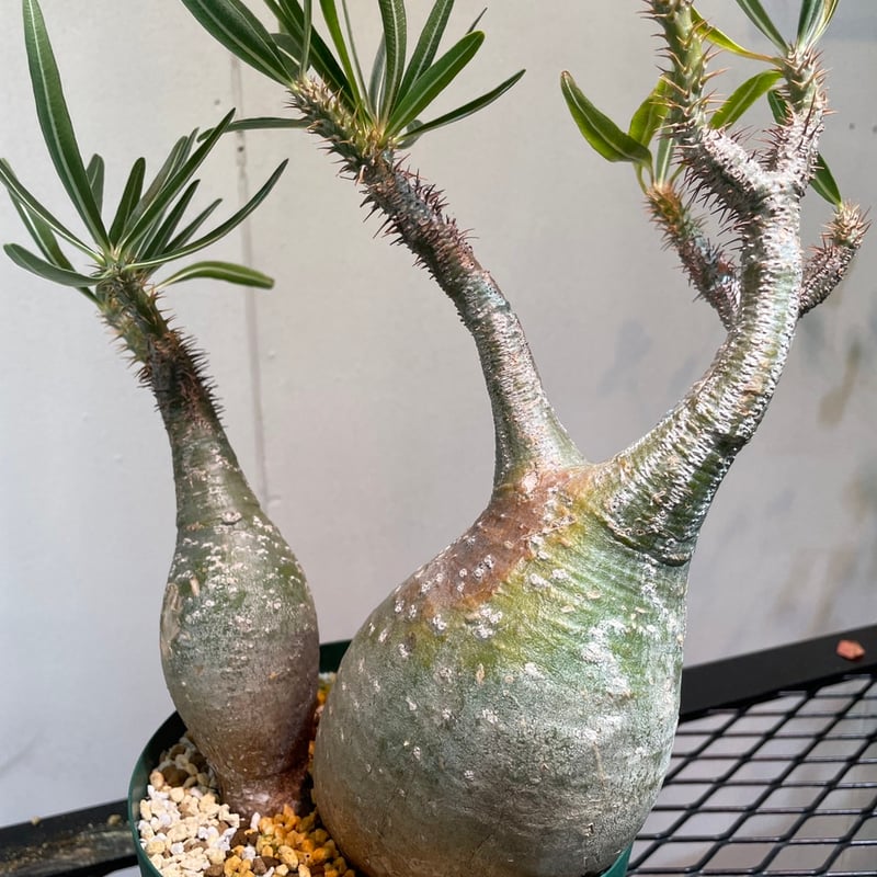 大株 塊根植物 パキポディウム グラキリス パキポディウム グラキリス 塊根植物 発根済み 現地球良型特大株