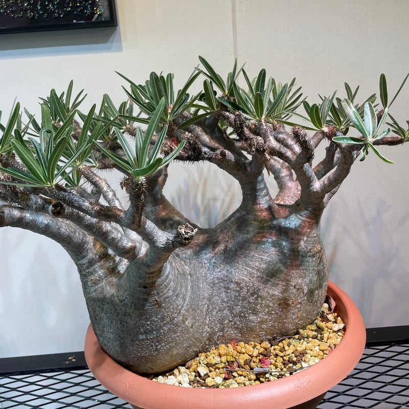 パキポディウム グラキリス 多頭特大株 | R_Plants.ONLINE パキポディウム グラキリス 多頭特大株 | R_Plants.ONLINE